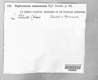 Nephroma resupinatum image